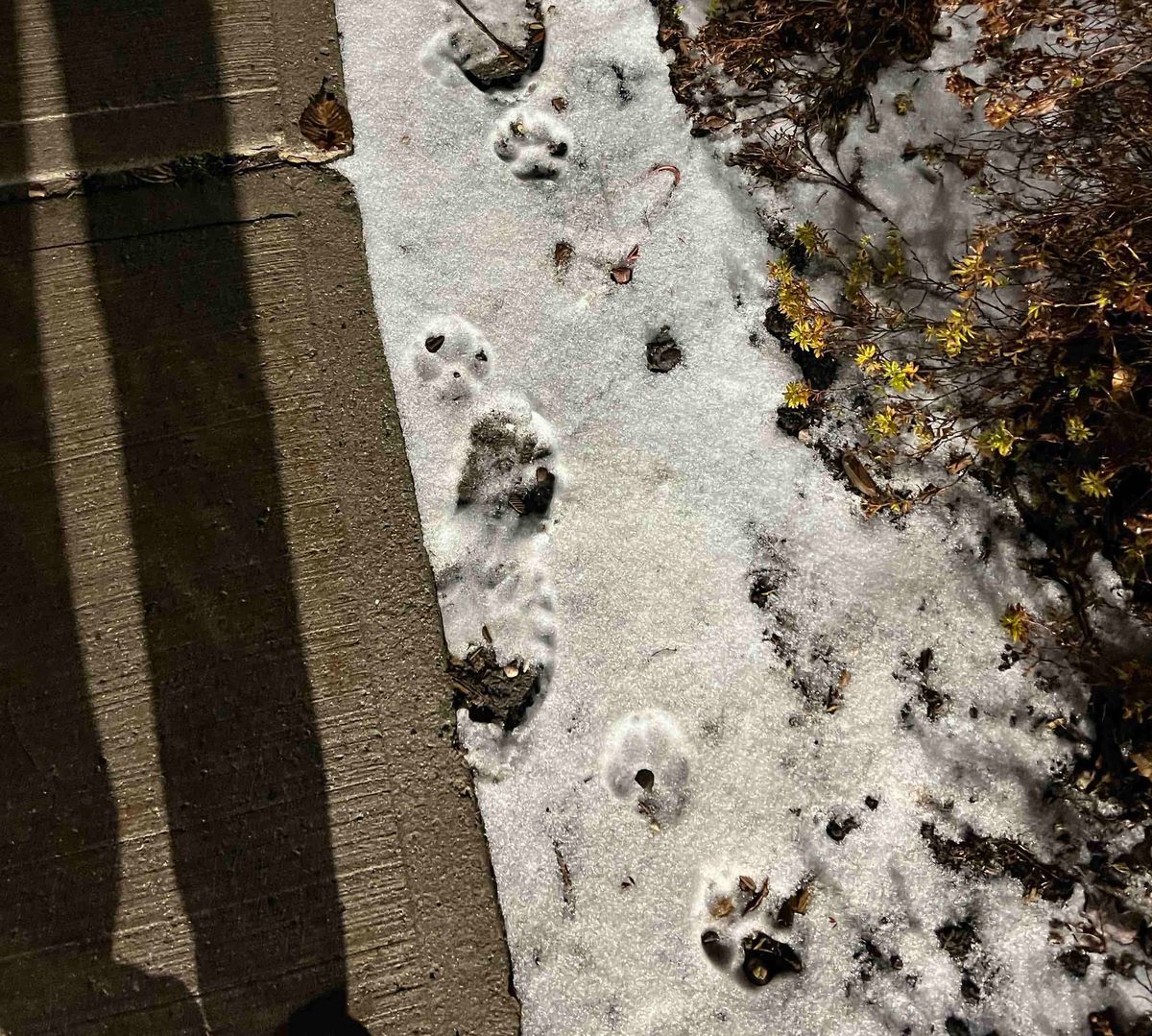 paws in snow
