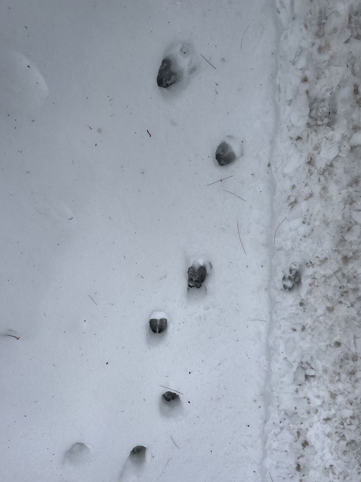 animal footprints