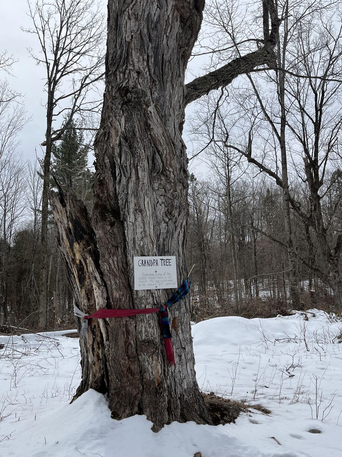 grandpa maple tree
