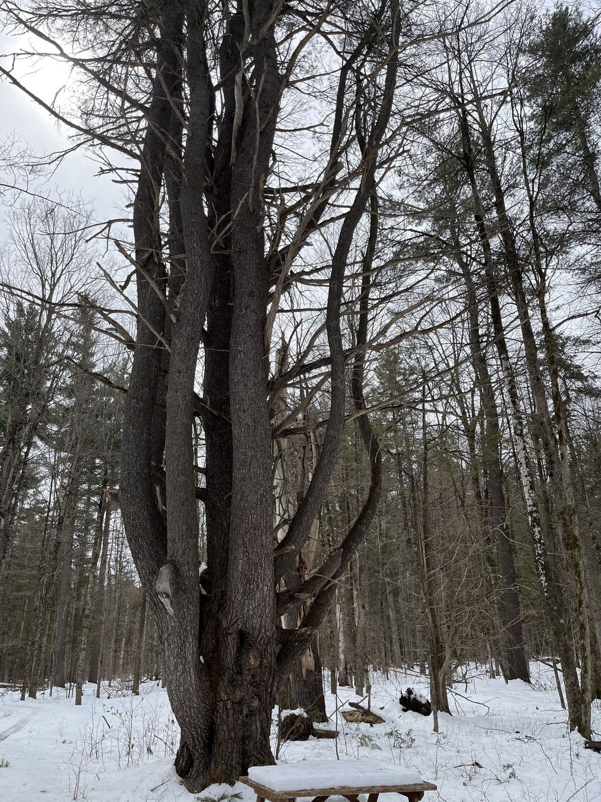 weird tree