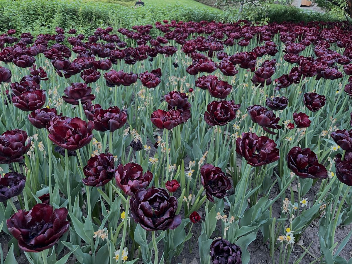 black tulip