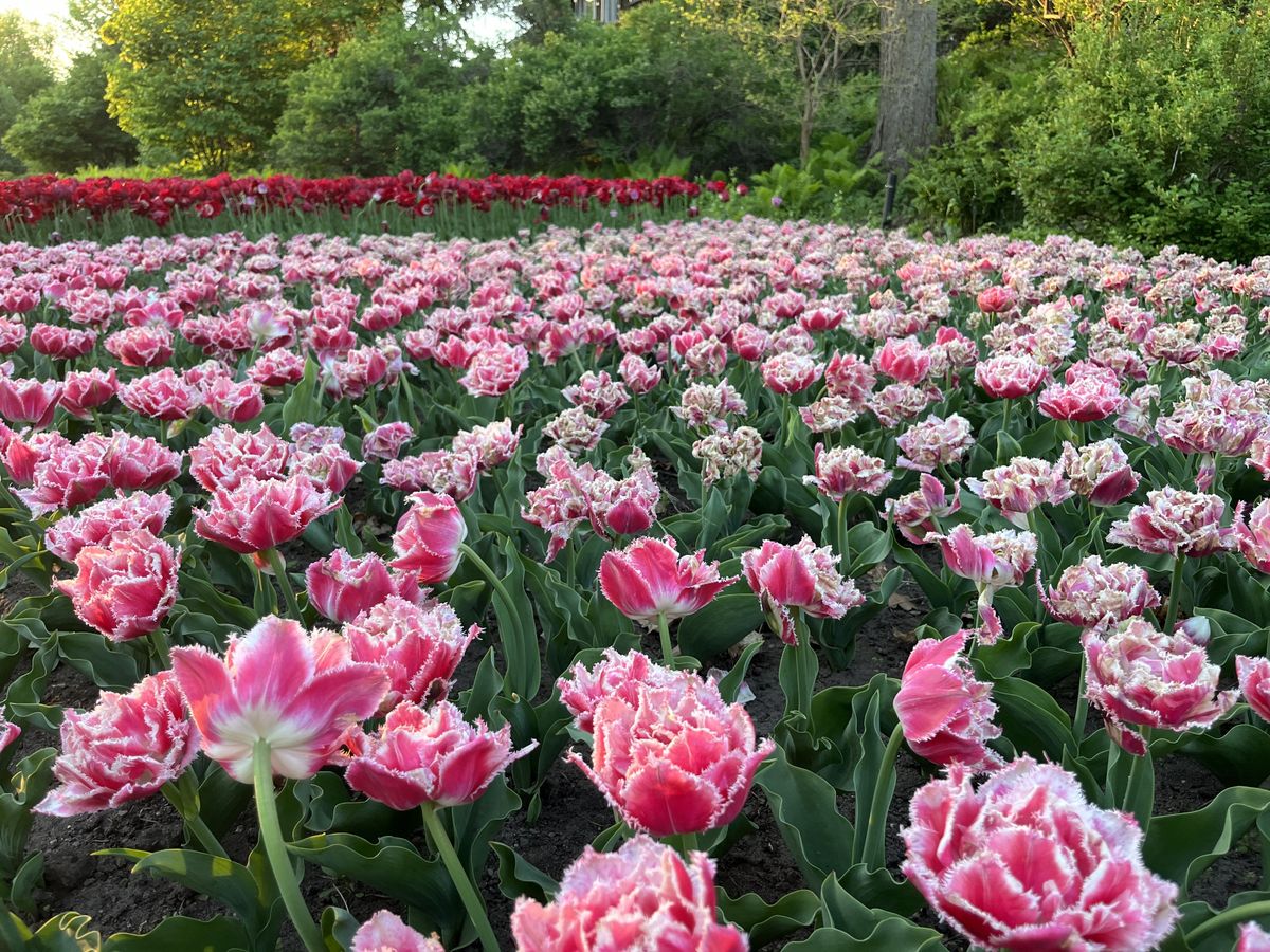 queensland tulip
