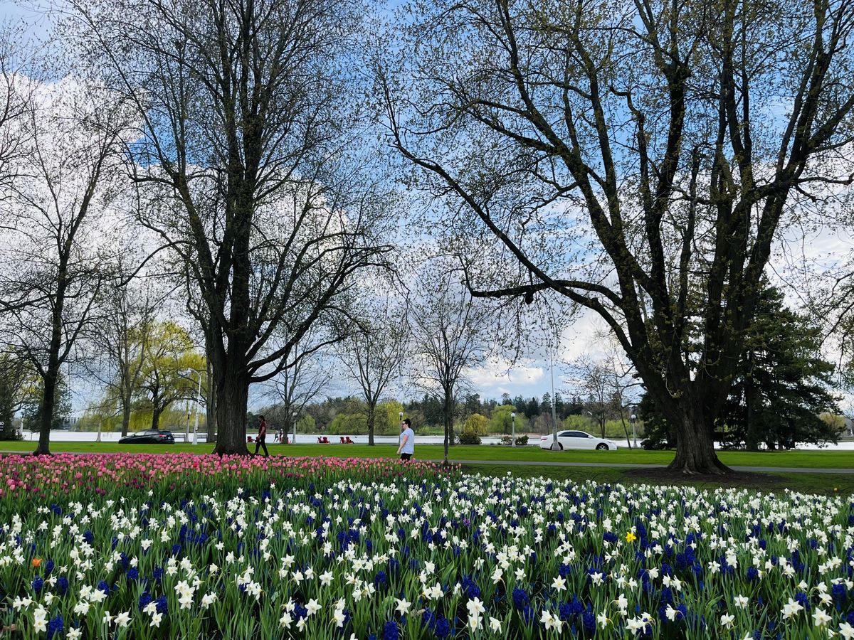 riverside w tulip
