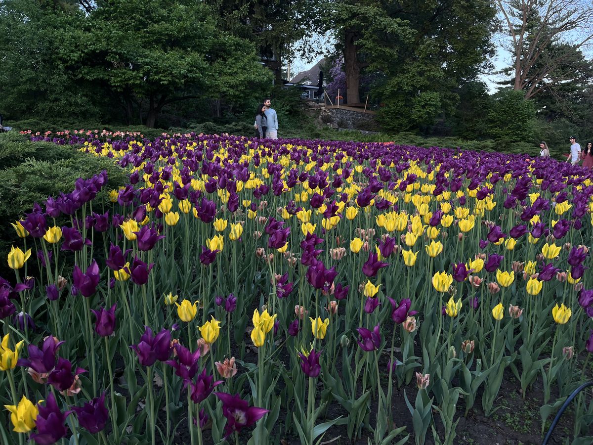 purple and yellow tulips
