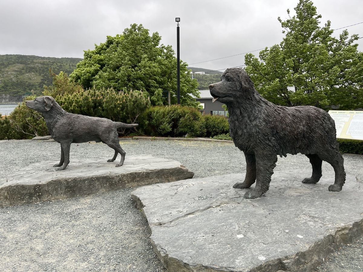 纽芬兰犬和拉布拉多犬