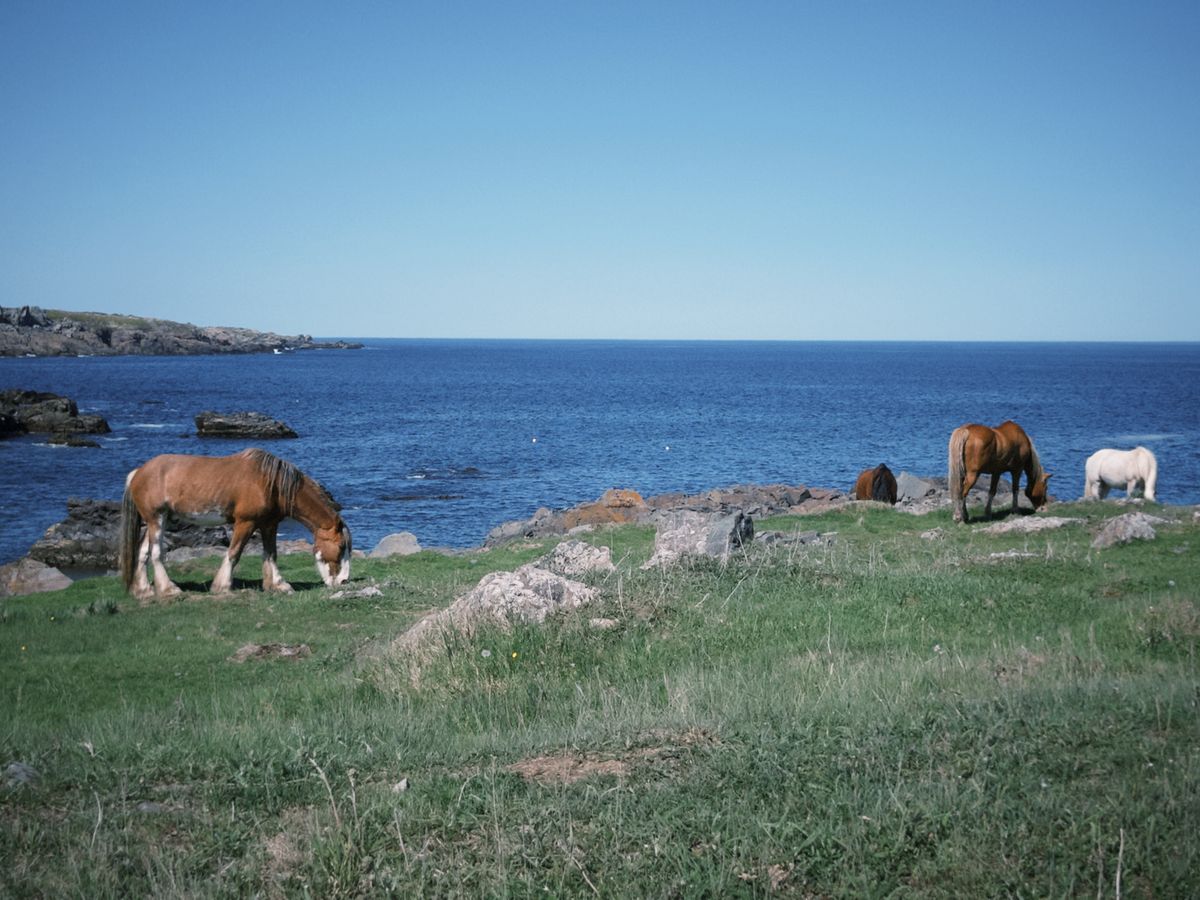 horses