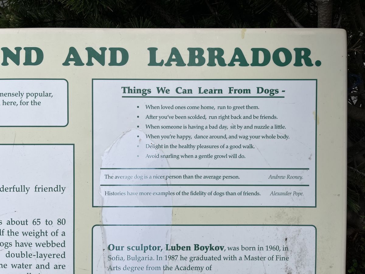 things to learn from dogs