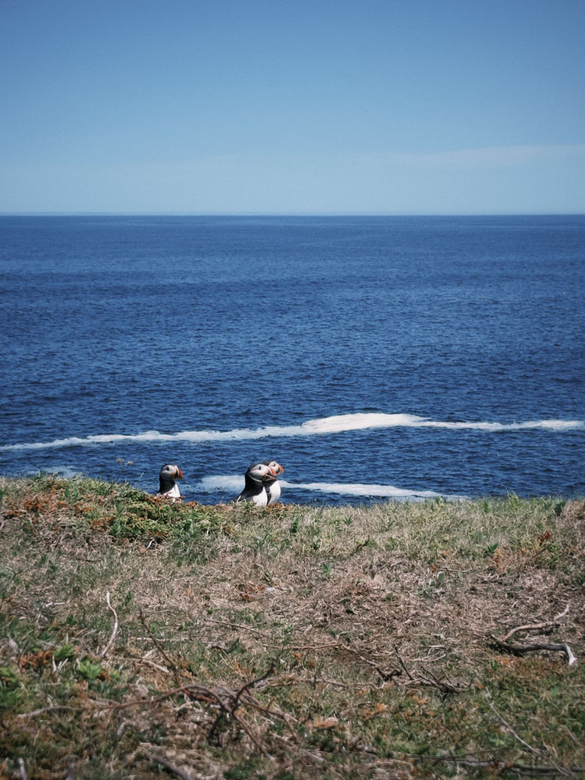 puffin1