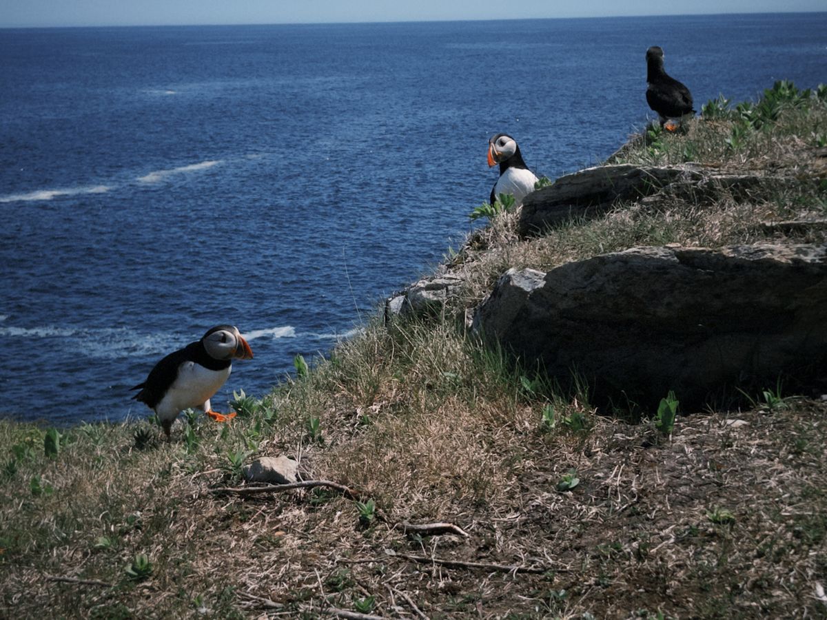 puffin2
