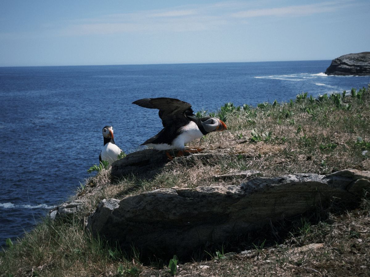 puffin3