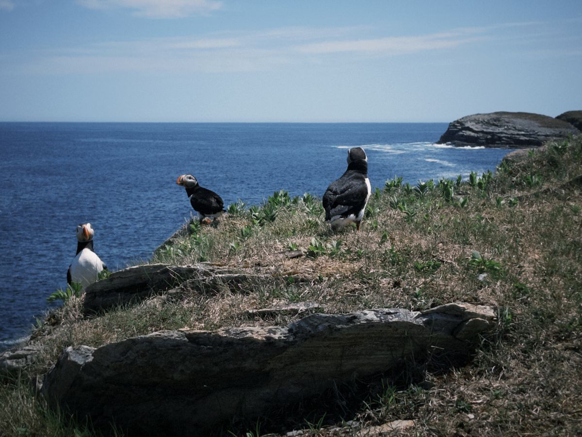 puffin4