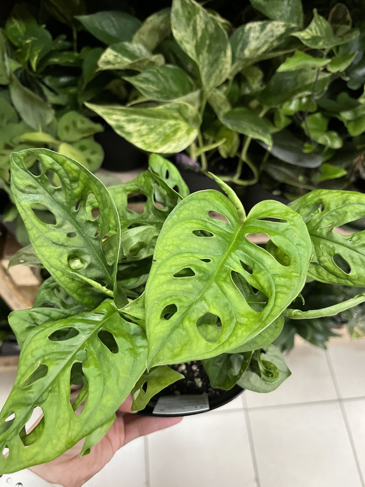 像呀哈哈的植物